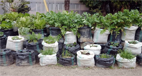 角型土のう袋栽培ＵＶ黒ＰＥでタイコン・ニラなどを栽培