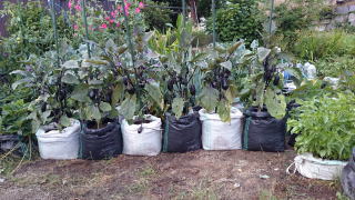 角型土のう袋栽培ＵＶ黒ＰＥでなす・キャベツ・ネギ・大葉などを栽培