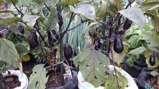 角型土のう袋栽培ＵＶ黒ＰＥでナスを栽培
