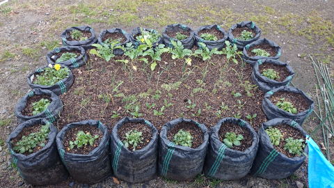メッシュ栽培袋を縁取りにした花壇と野菜畑 花 野菜づくり ポタジェガーデン 栽培例