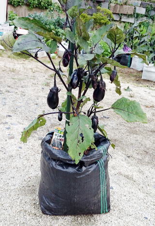 角型土のう袋栽培ＵＶ黒ＰＥでナスを栽培