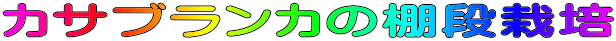 カサブランカの棚段栽培