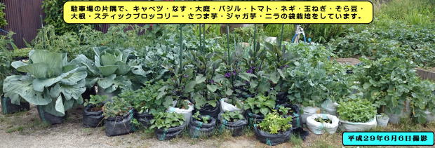 野菜栽培
